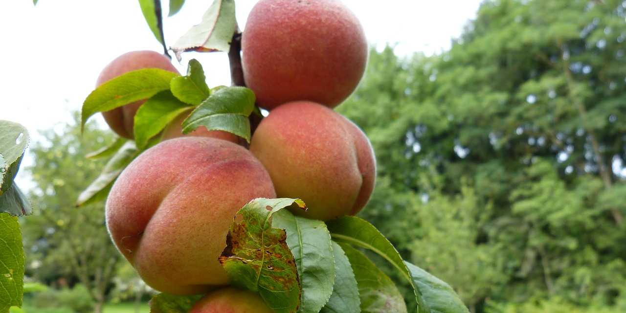 Peach Tree