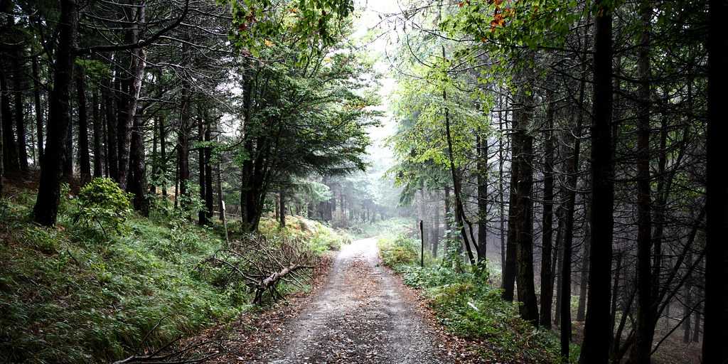 Casentino Forest landscape